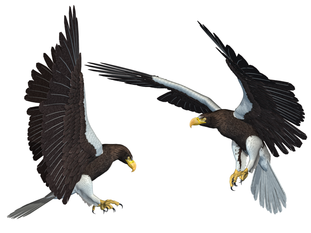 Eagle Png 11 Transparent PNG Image