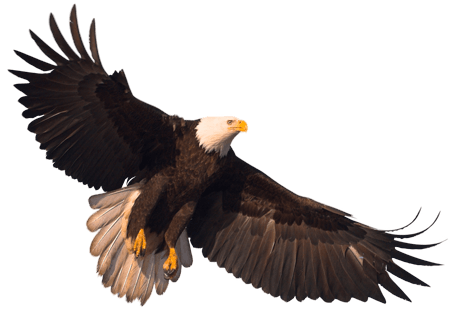 Eagle Png Image With Transparency Download Transparent PNG Image