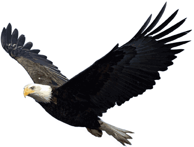 Eagle Png Image Download Transparent PNG Image