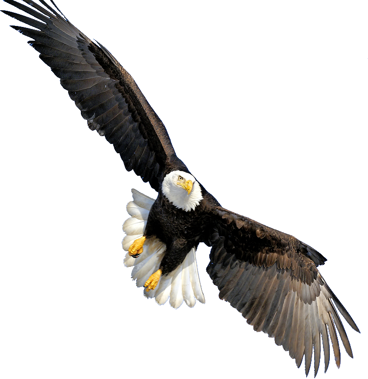 Bald Eagle Transparent Transparent PNG Image