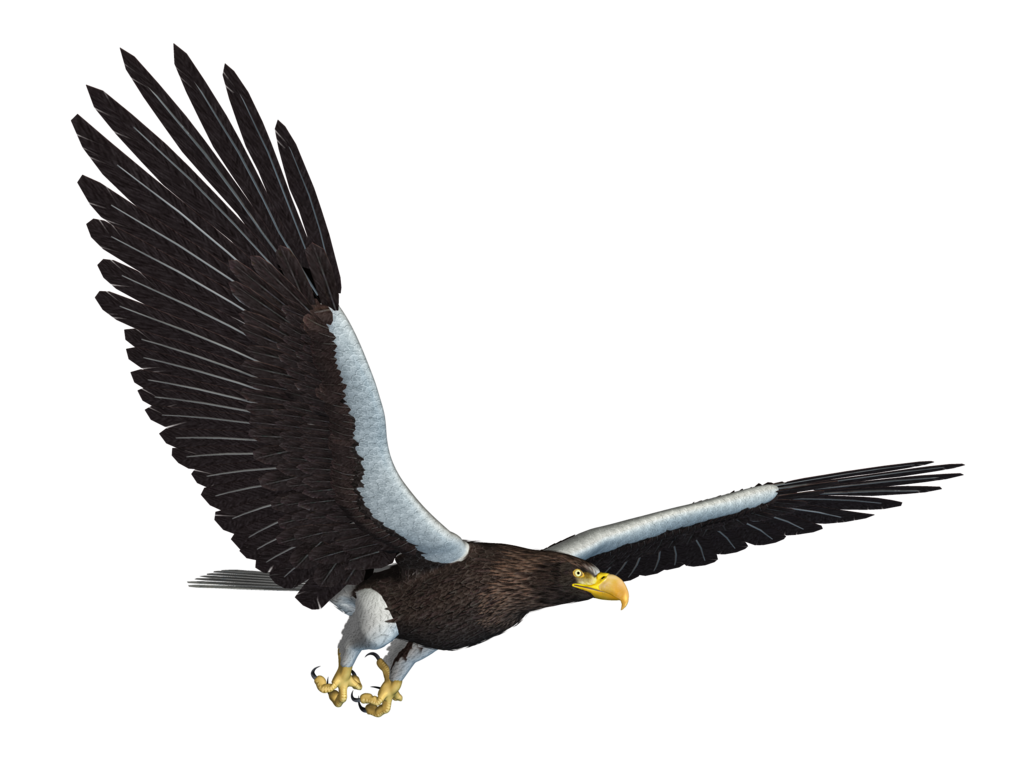 Eagle Png 12 Transparent PNG Image