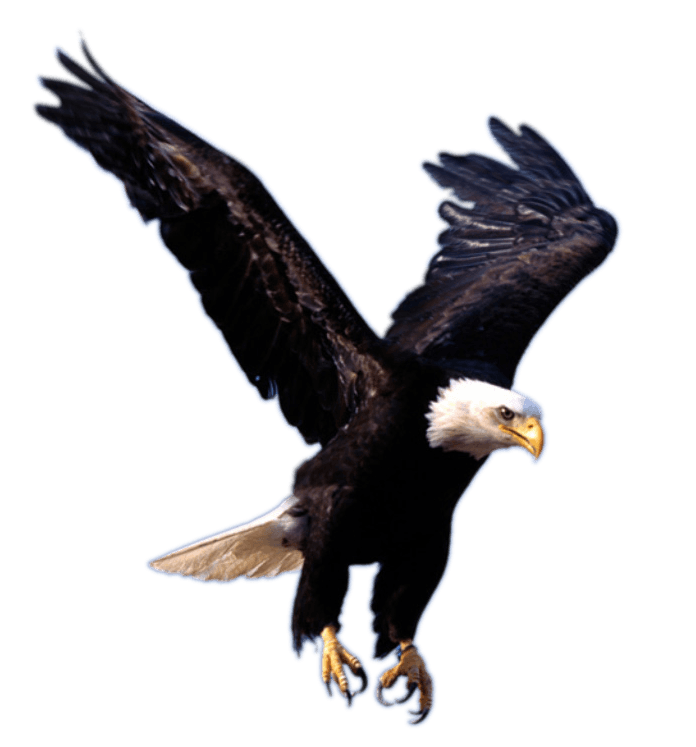 Flying Eagle Png Image Download Transparent PNG Image