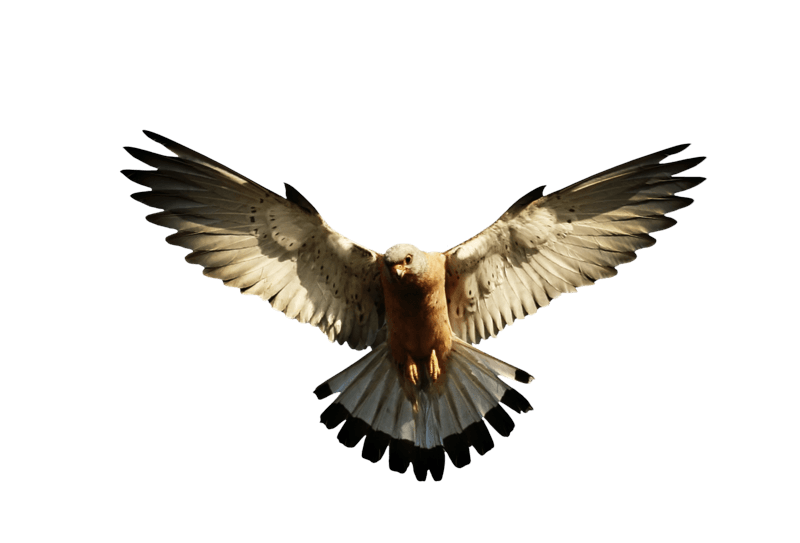 Eagle Png Image Download Transparent PNG Image