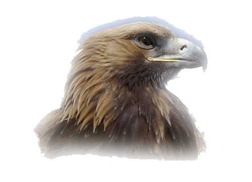 Eagle Head Clipart Transparent PNG Image