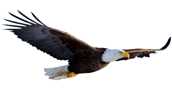 Flying Eagle Transparent Background Transparent PNG Image