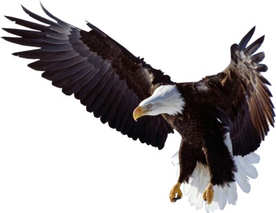 Flying Eagle Clipart Transparent PNG Image