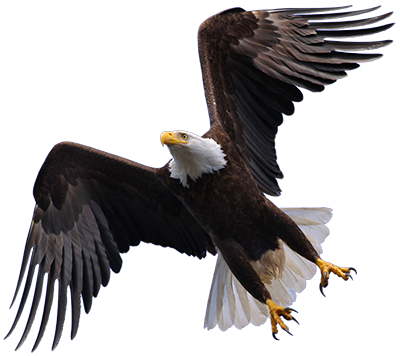 Flying Eagle Hd Transparent PNG Image