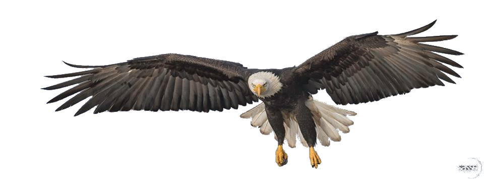 Flying Eagle Transparent Image Transparent PNG Image