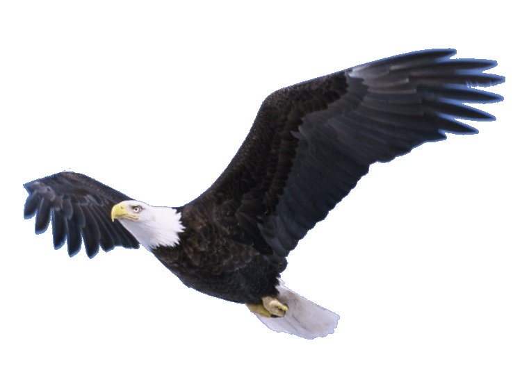 Flying Eagle Transparent Transparent PNG Image