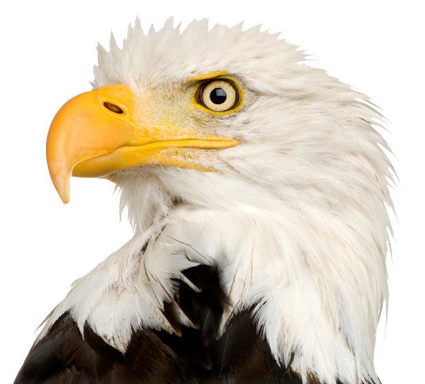 Eagle Head File Transparent PNG Image