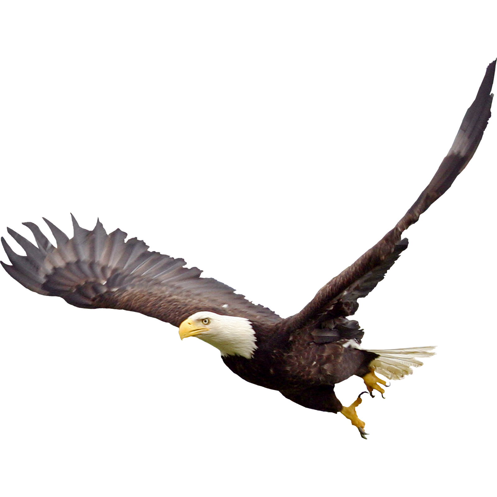 Soaring Eagle File Transparent PNG Image