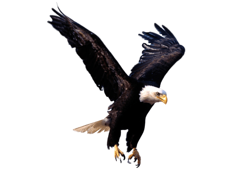 Eagle Png Image Download Transparent PNG Image