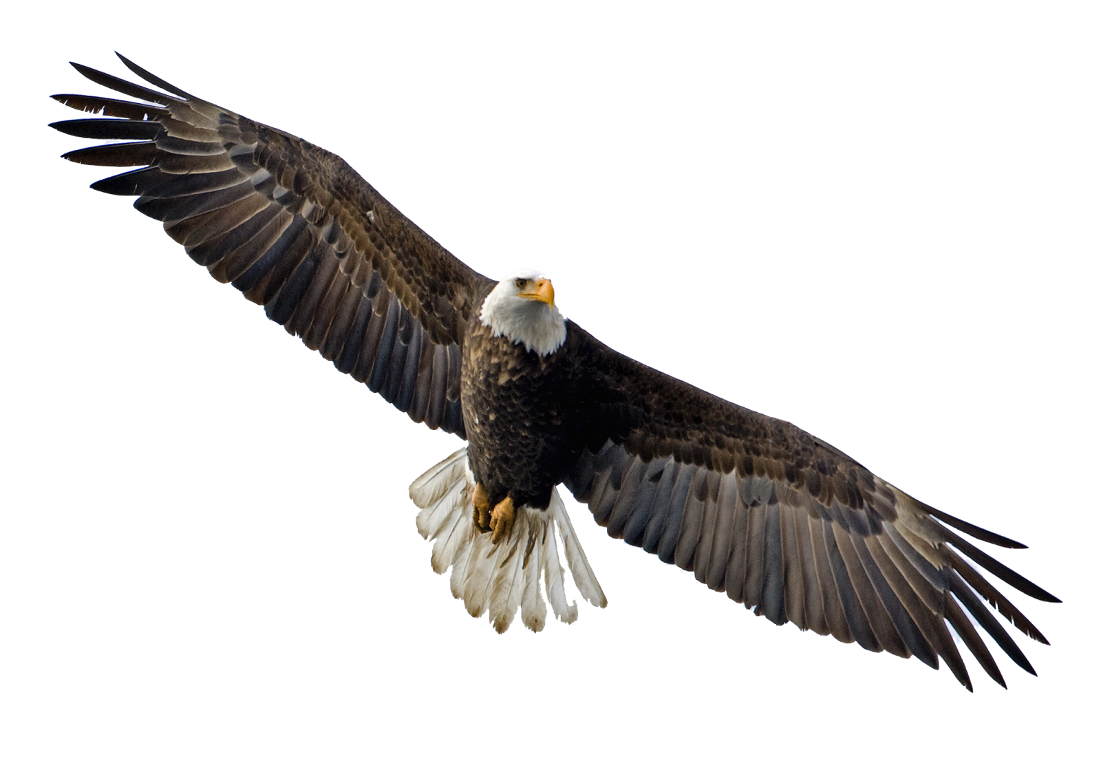 Flying Eagle Image Transparent PNG Image