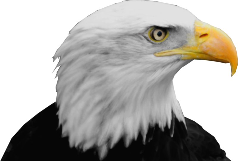 Bald Eagle Png Transparent PNG Image