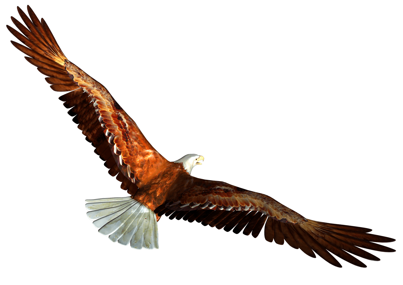 Eagle Png Image Download Transparent PNG Image