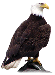 Bald Eagle Picture Transparent PNG Image