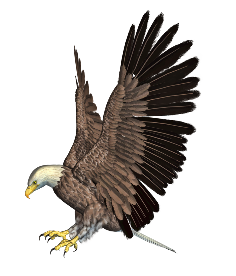 Eagle Png 4 Transparent PNG Image