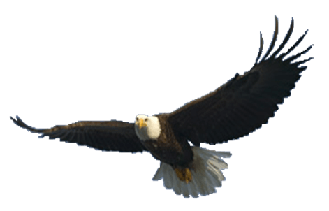 Flying Eagle Png Image Download Transparent PNG Image