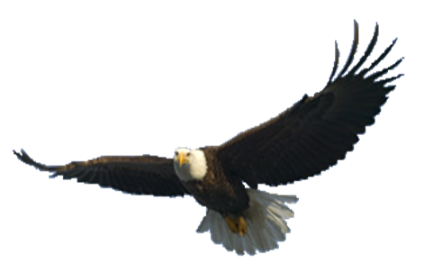 Bald Eagle Free Png Image Transparent PNG Image