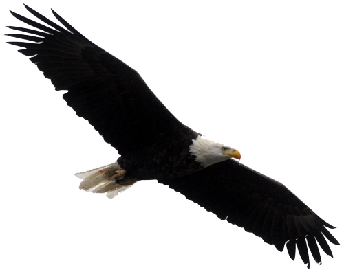 Bald Eagle Png Clipart Transparent PNG Image