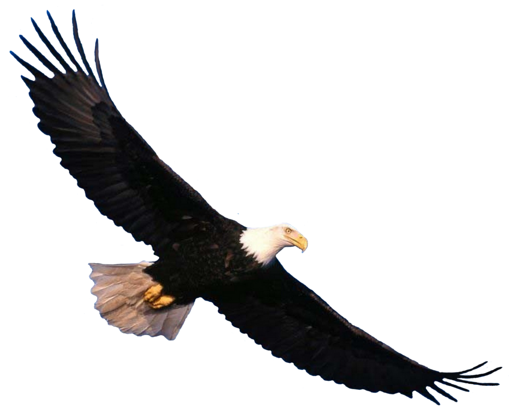 Eagle Png 7 Transparent PNG Image