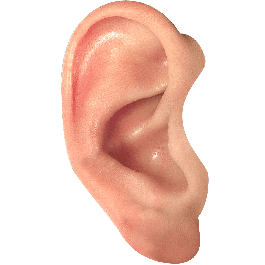 Ear Png Picture Transparent PNG Image