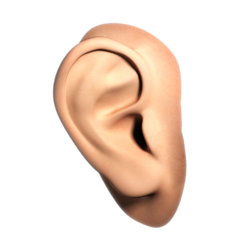 Ear Transparent Transparent PNG Image