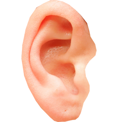 Ear Png Pic Transparent PNG Image