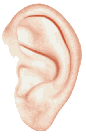 Ear Png File Transparent PNG Image