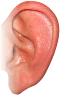 Ear Png Image Transparent PNG Image