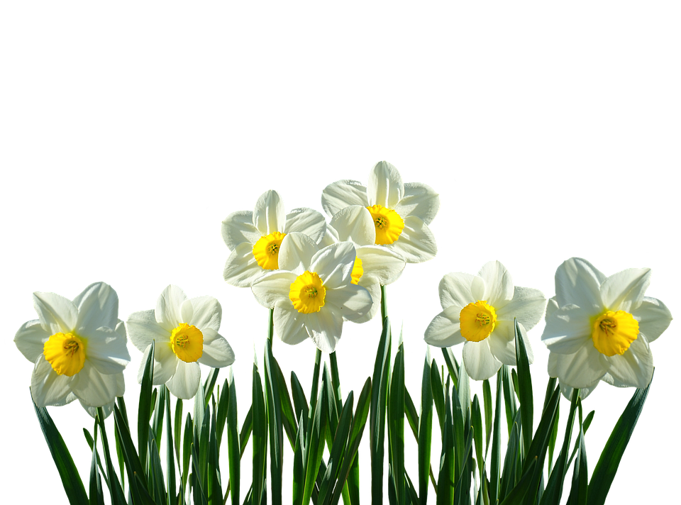 Flower Easter Download HQ Transparent PNG Image