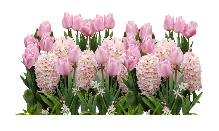 Flower Easter Free Photo Transparent PNG Image