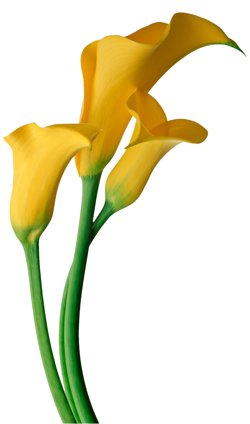 Flower Easter Free Download PNG HQ Transparent PNG Image