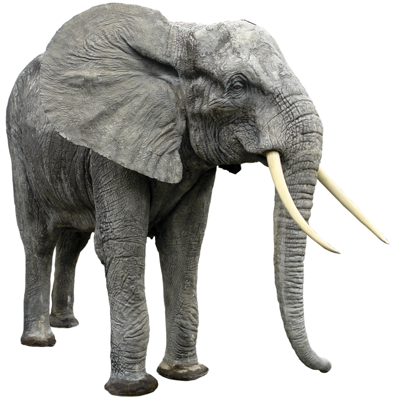 Elephant Transparent Transparent PNG Image