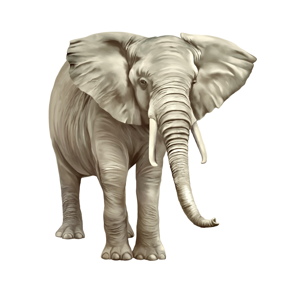 Vector Elephant African Download Free Image Transparent PNG Image