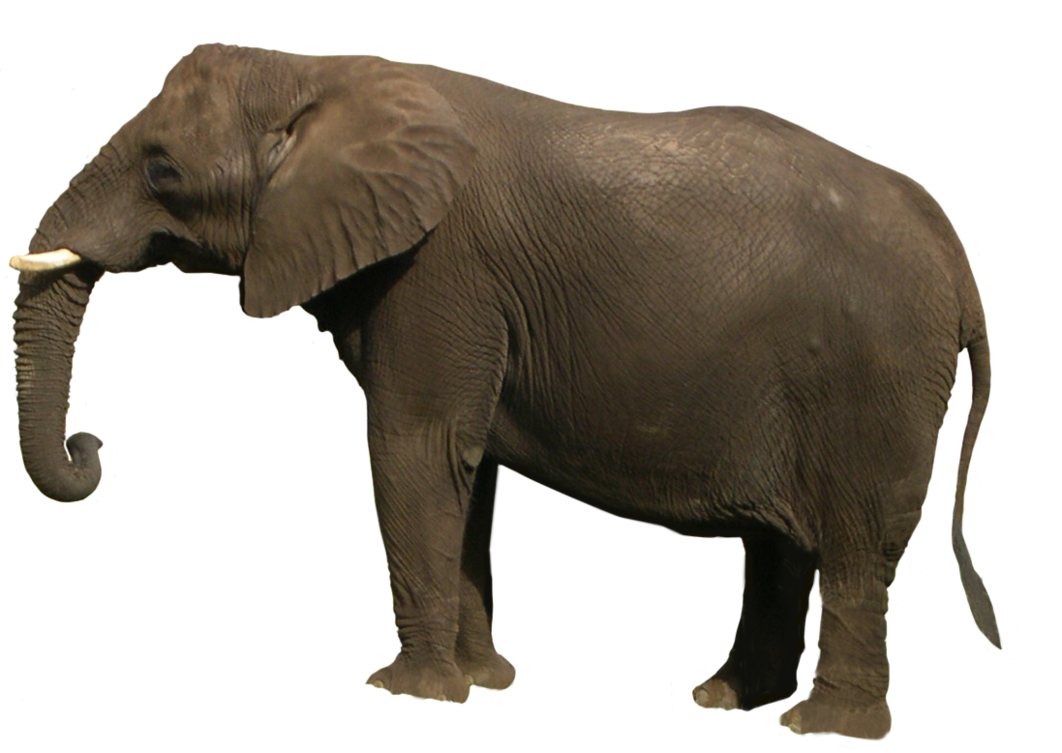 Elephant Png Image Transparent PNG Image