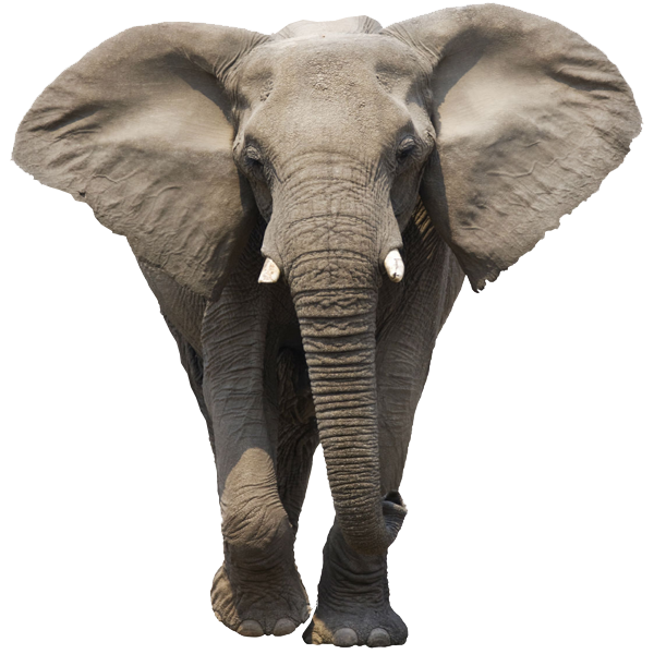 Elephant Free Download Png Transparent PNG Image