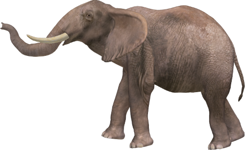 Elephant Transparent PNG Image