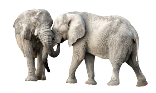 Elephant Clipart Transparent PNG Image