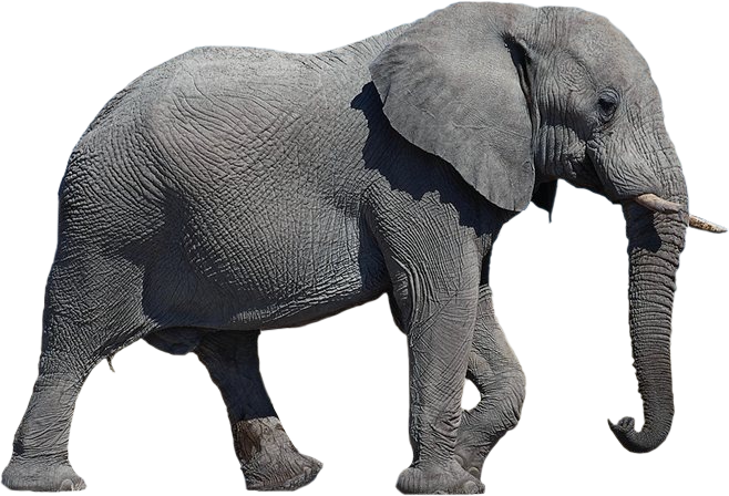 Elephant Transparent Background Transparent PNG Image