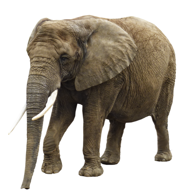 Elephant Transparent Image Transparent PNG Image