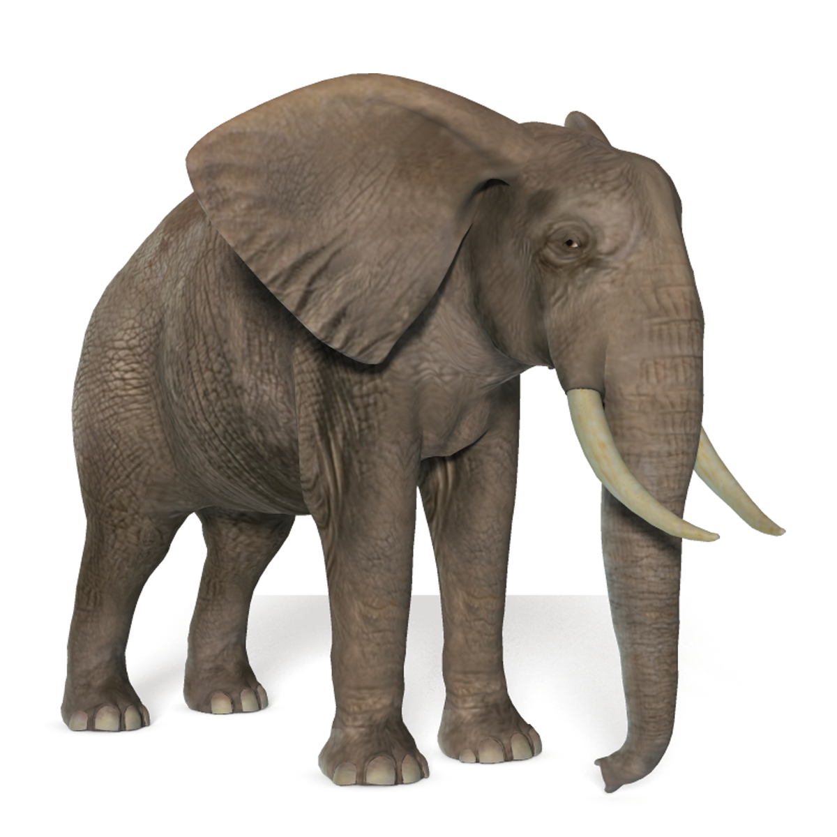 Elephant Image Transparent PNG Image