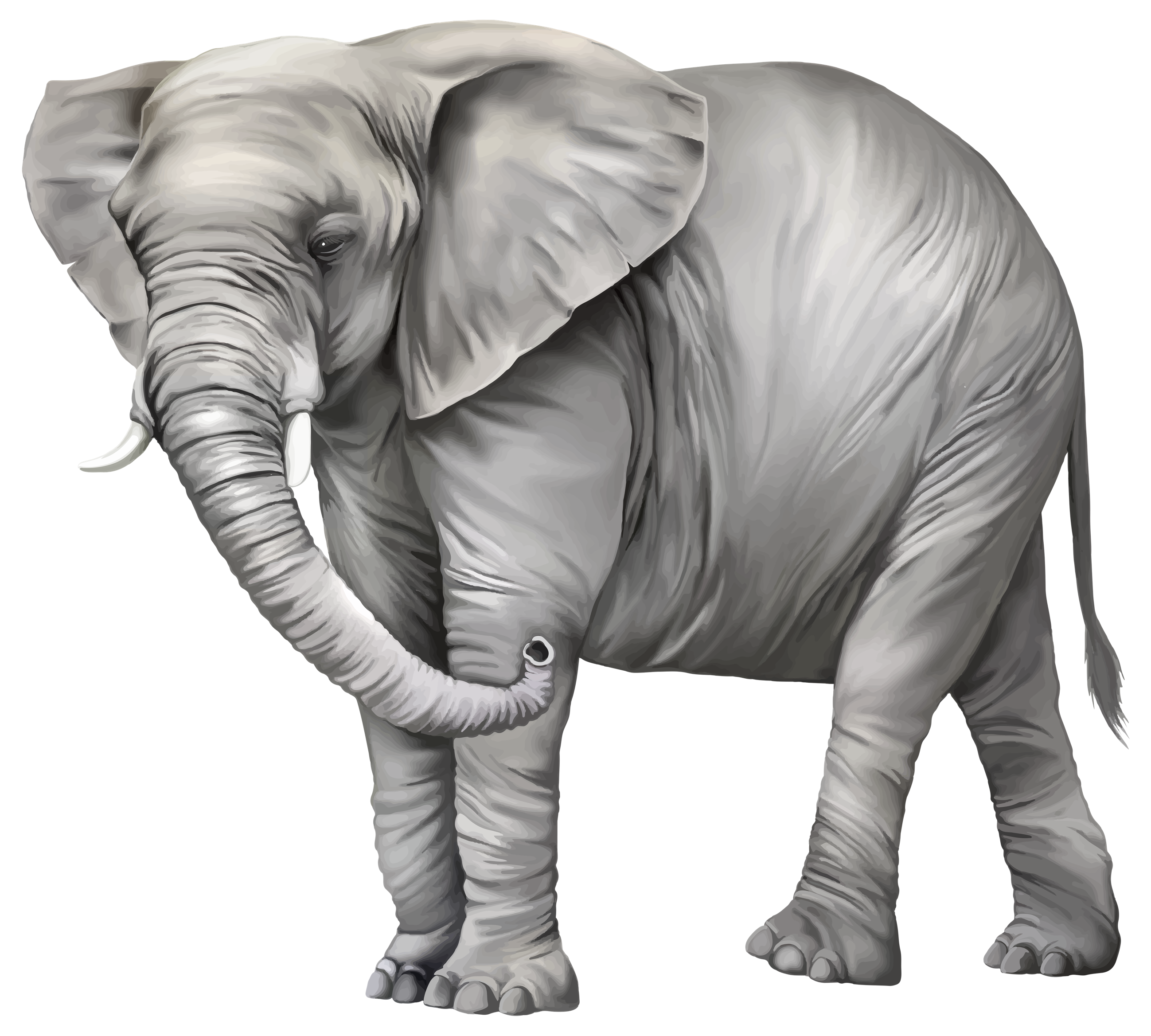 Elephant Photos Transparent PNG Image