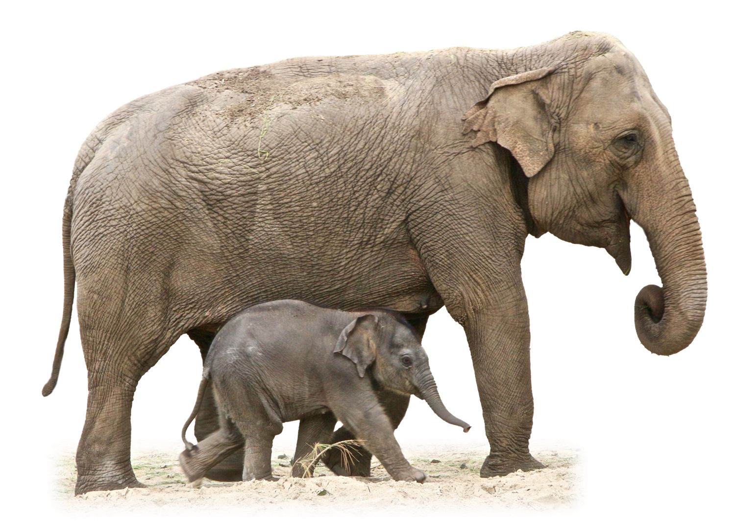 Elephant Transparent Transparent PNG Image