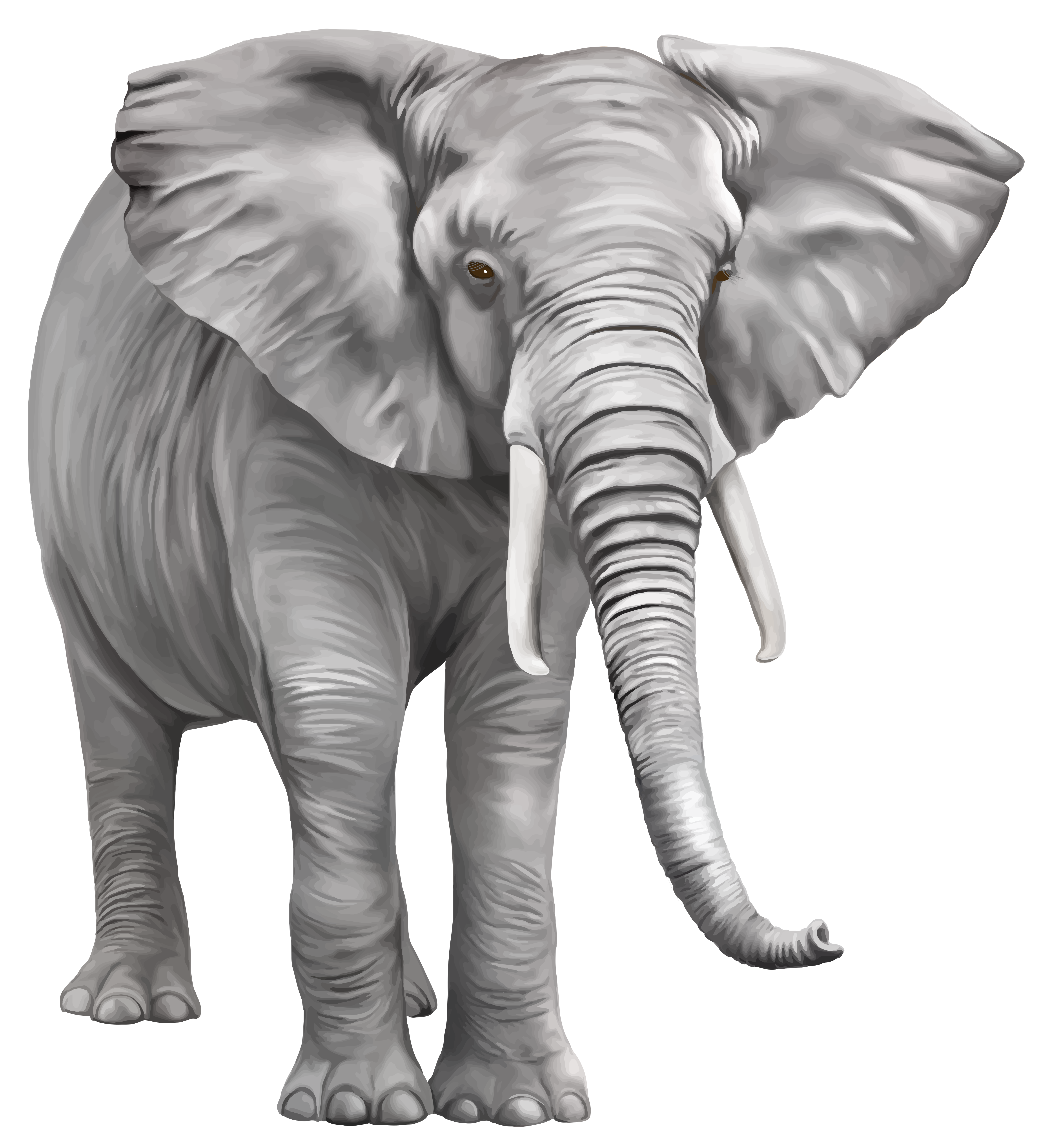 Elephant Free Download Transparent PNG Image