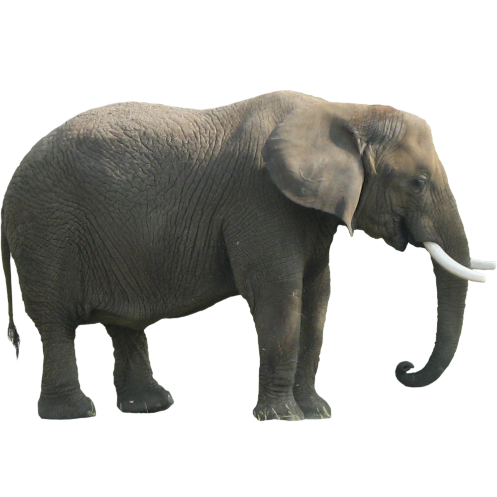 Elephant Png Clipart Transparent PNG Image