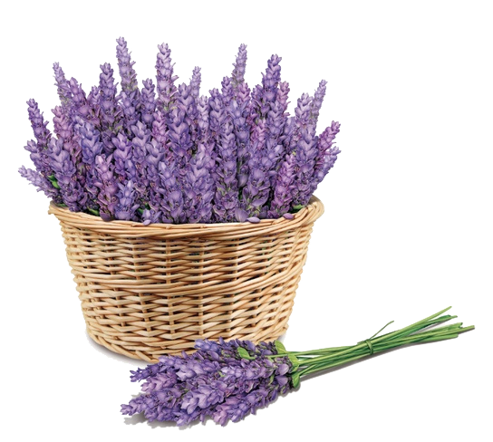 Purple Price Lavender Face Skin Sunscreen Transparent PNG Image