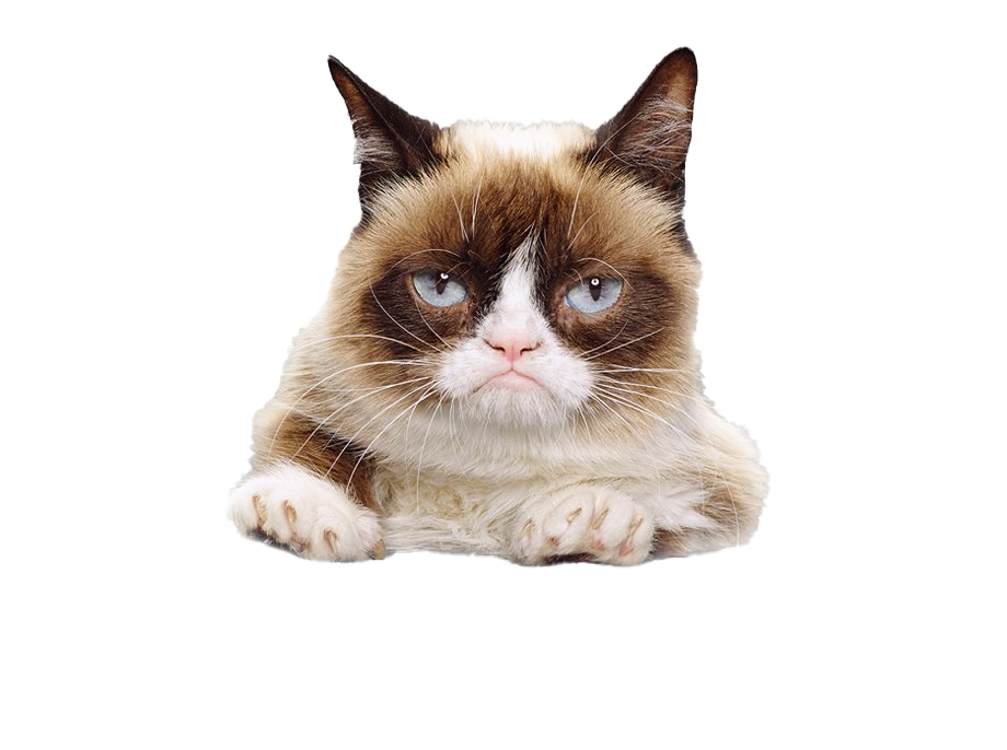 Grumpy Face Cat Download HQ Transparent PNG Image