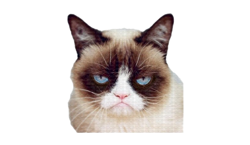 Grumpy Face Pic Cat PNG Download Free Transparent PNG Image