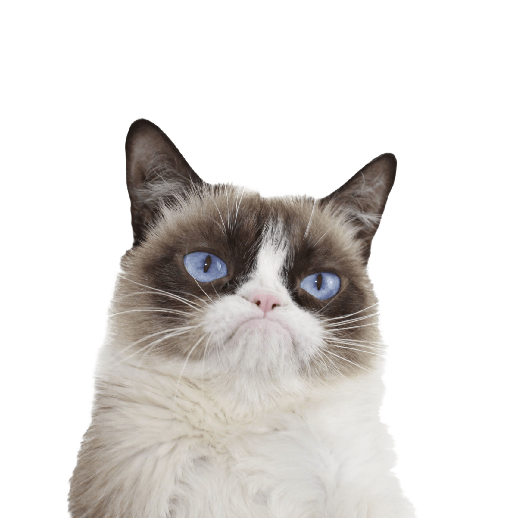 Grumpy Face Cat PNG Image High Quality Transparent PNG Image